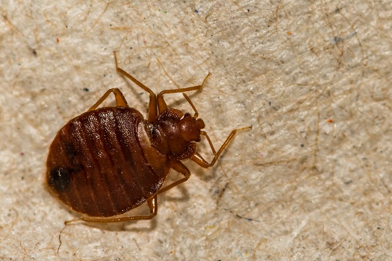 best pest control service