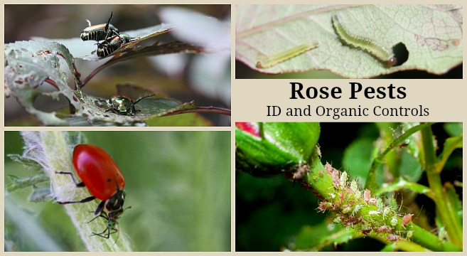 bigbug pest control service Johannesburg