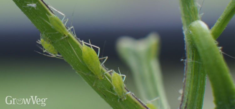 pest control near me for bed bugs