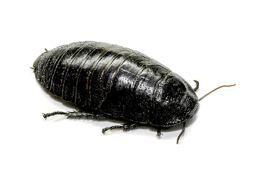local pest control near me
