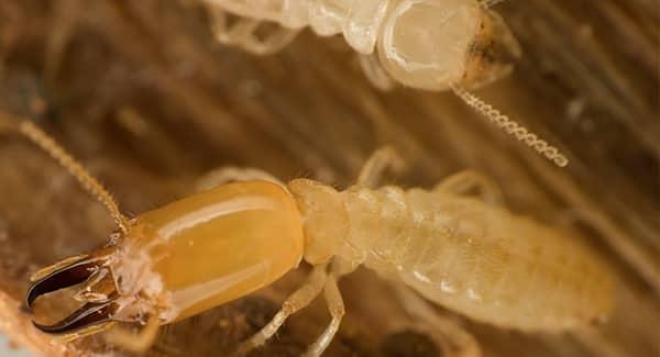 affordable pest control near me