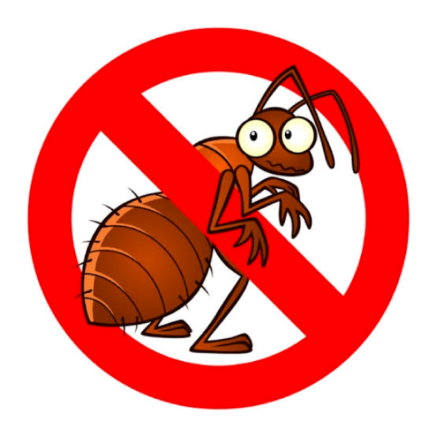 pest control near me bed bugs