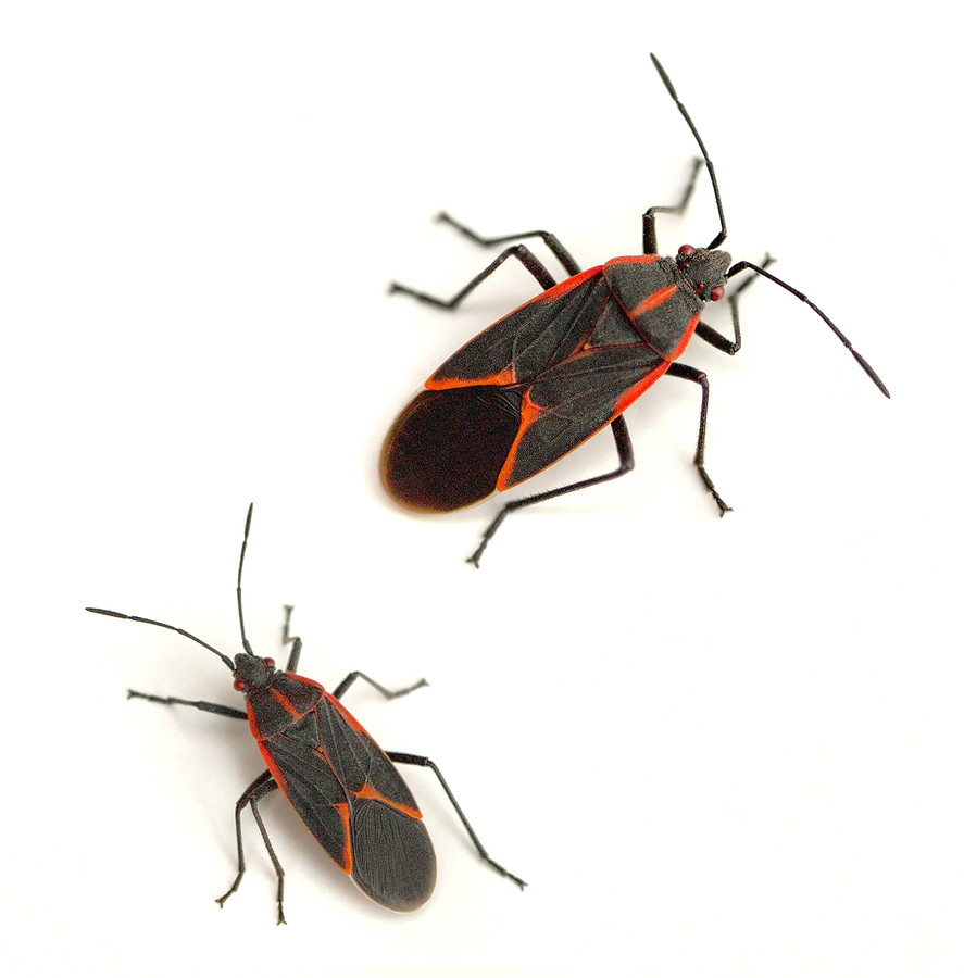 big bug pest control, remstang street, stormill, roodepoort